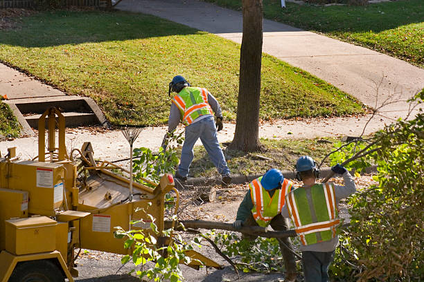 How Our Tree Care Process Works  in  Timpson, TX