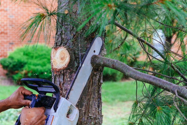 Timpson, TX Tree Services Company